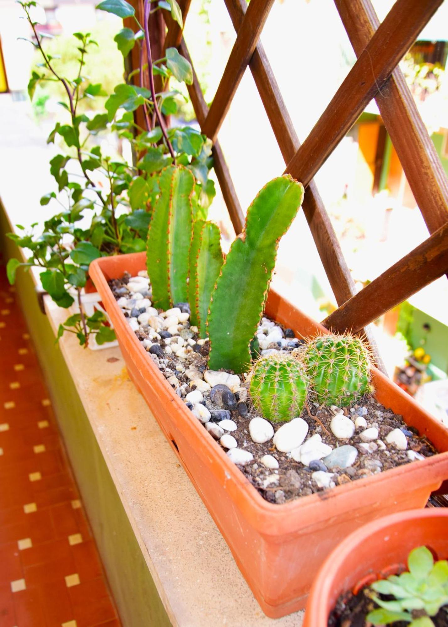 דירות לידו די אוסטיה Euforbia House מראה חיצוני תמונה